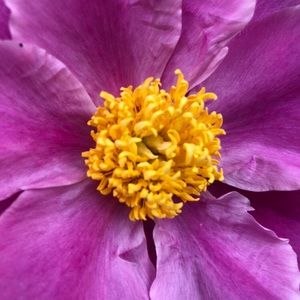 Meet your Posher, Alexis